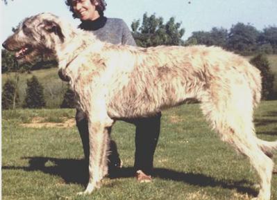 Erindale Princess | Irish Wolfhound 