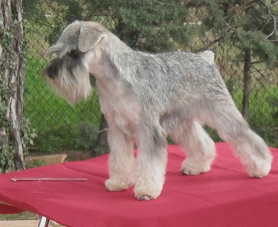 Salada de Peñafiel | Miniature Schnauzer 