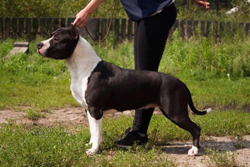 Fidel Faud Zealous kiss | American Staffordshire Terrier 
