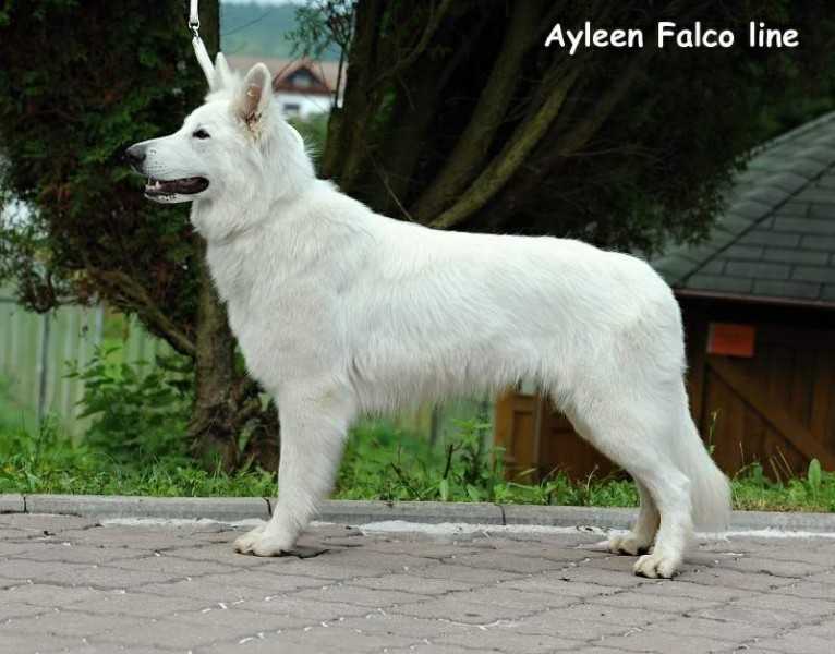 Ayleen Falco line | White Swiss Shepherd Dog 