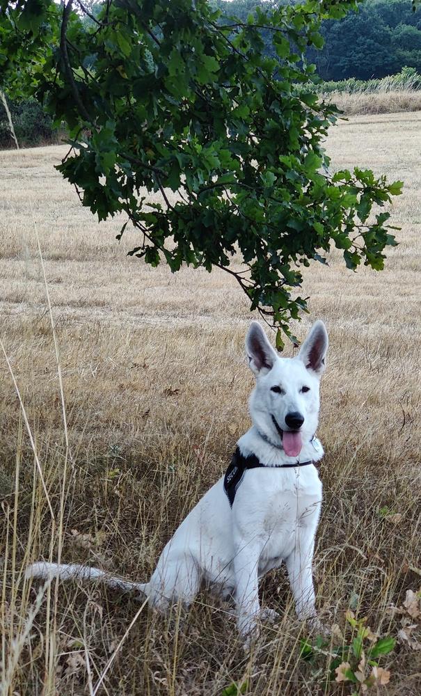 Kathinka's Saima | White Swiss Shepherd Dog 
