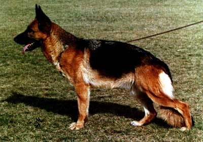 Unda von der Holledau | German Shepherd Dog 