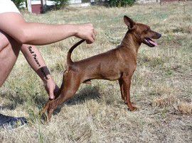 Doc Desperta Ferro | Miniature Pinscher 