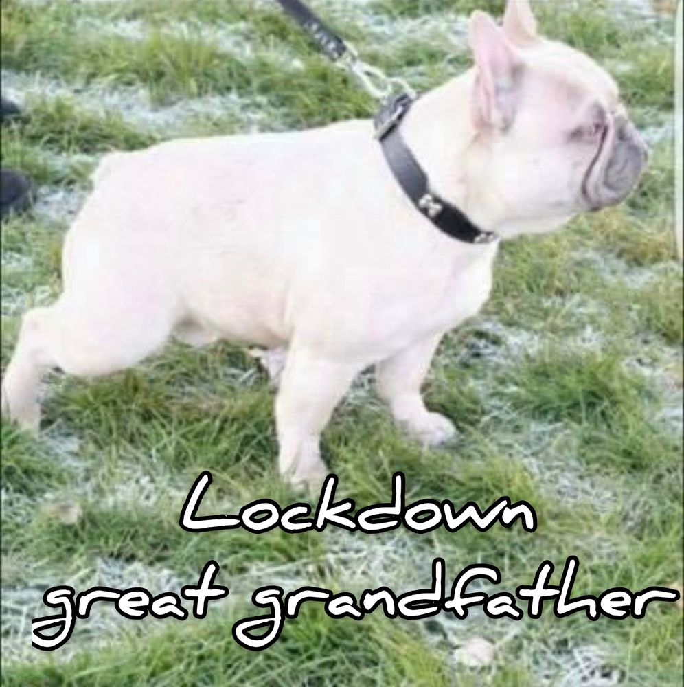 UNIQUE FRENCHIES TURBO | French Bulldog 