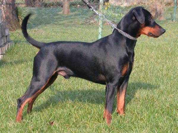 Duffyco's GALIK | German Pinscher 