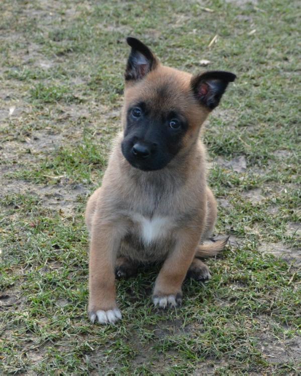 Bessy z Dracího údolí | Belgian Malinois 