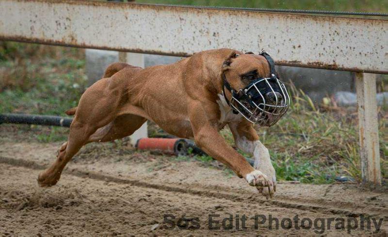 Nomicon Art | American Staffordshire Terrier 