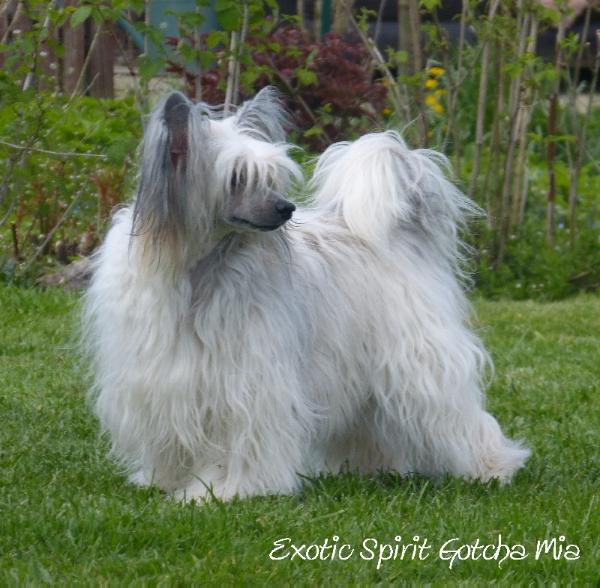 Exotic spirit gotcha mia | Chinese Crested 