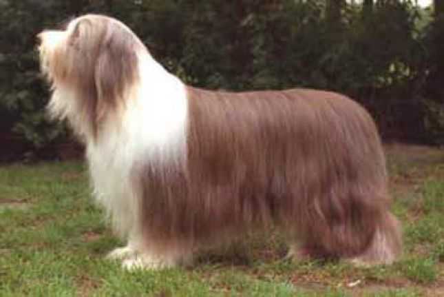 Pepperland Lyric John At Potterdale | Bearded Collie 