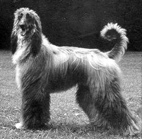 Ben Ghazi's the Silver Shadow | Afghan Hound 