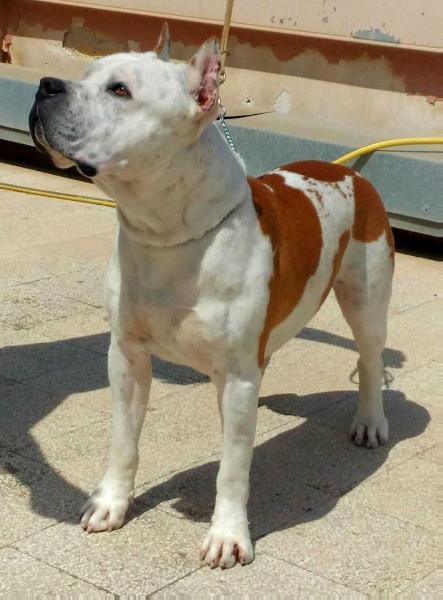 Flaming Star Painted Horse | American Staffordshire Terrier 