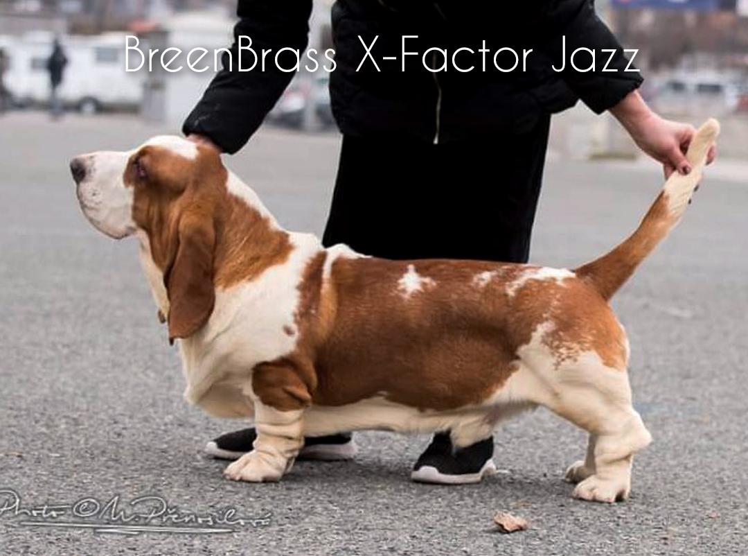 X-Factor Jazz BREENBRASS | Basset Hound 