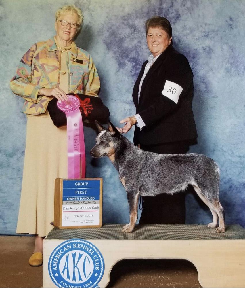 Twin Springs Bucking Madness | Australian Cattle Dog 