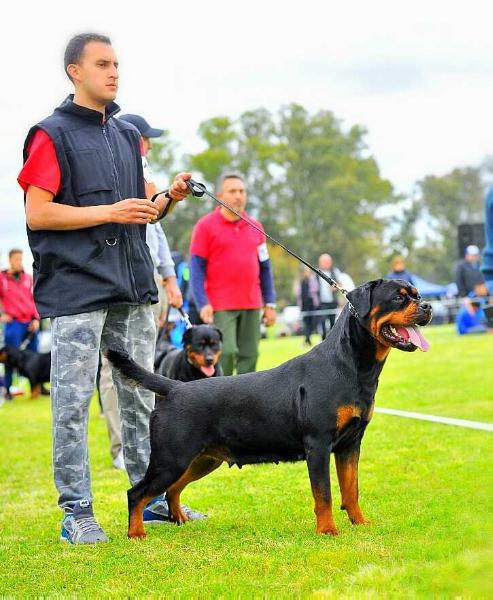 Fedra von der Alten Festung | Rottweiler 