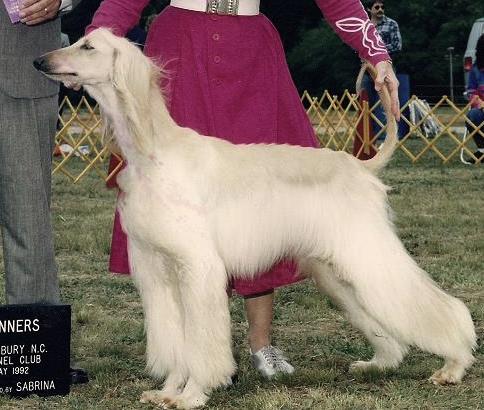 Kasban Causin A Commotion | Afghan Hound 