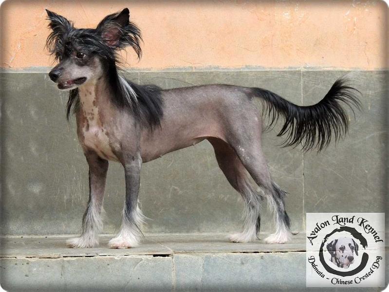 Zafira Black | Chinese Crested 