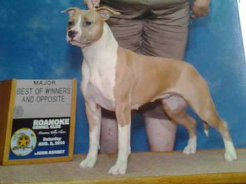 Schaber's Angel Sinsation, Farrah ATT | American Staffordshire Terrier 