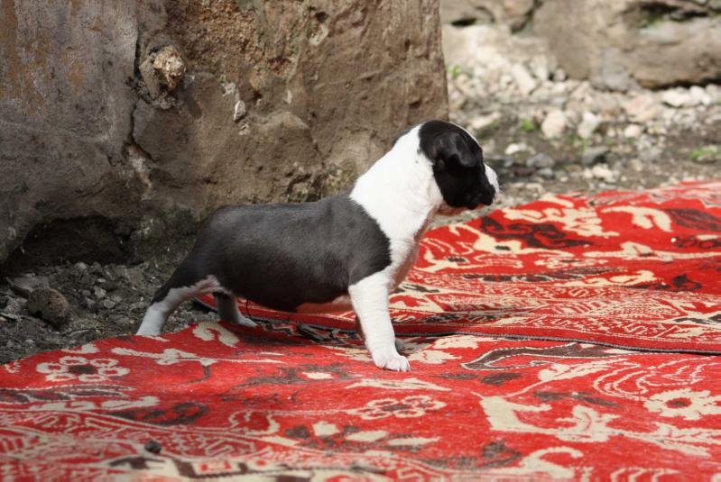 Imperial Ebony &amp; Ivory | American Staffordshire Terrier 