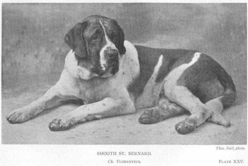 Florentius | Saint Bernard 