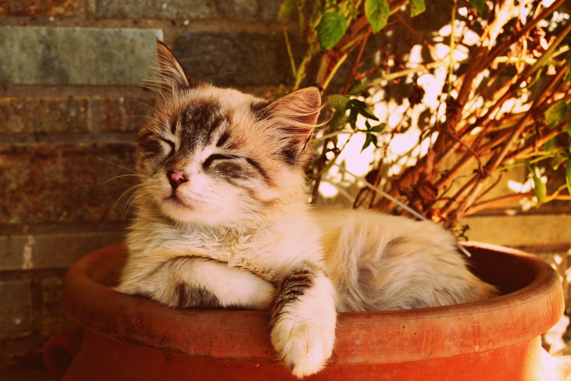 cat sleeping in the yard