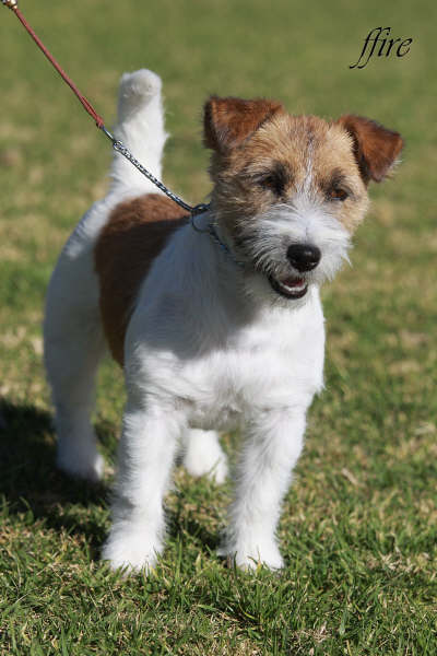 Joelleigh Althatglitters | Jack Russell Terrier 