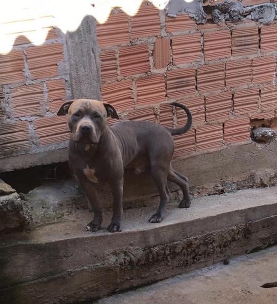Zeus AMSTAFF Origens Bull | American Staffordshire Terrier 
