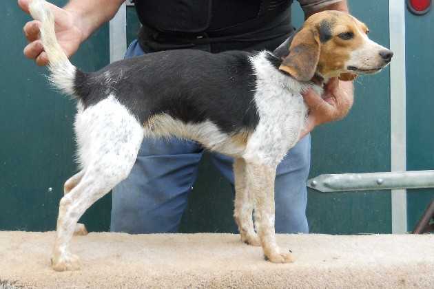 Scrogham's Blue Lucy Lou | Beagle 