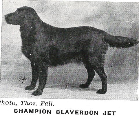 Claverdon Jet | Flat-Coated Retriever 