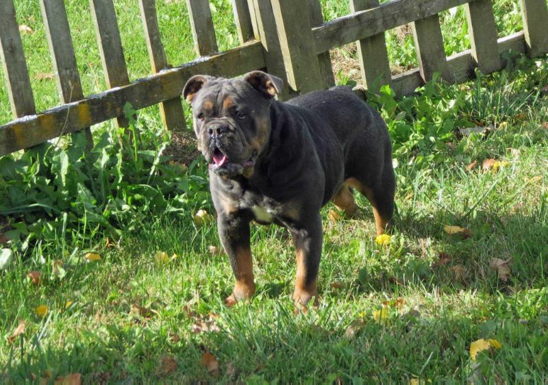 Walkoff Bulldogz Moanna | Olde English Bulldogge 