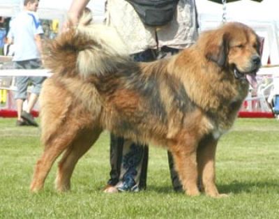 Drakyi Poppy Siraque | Tibetan Mastiff 