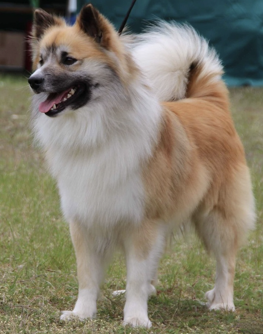 C-Vadi aus Vinkona | Icelandic Sheepdog 