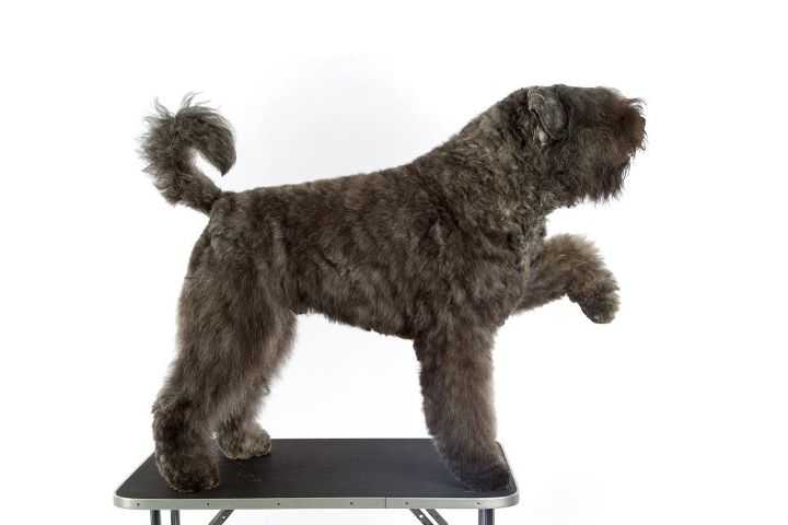 Luchendo Mortisha de Fremery | Bouvier des Flandres 