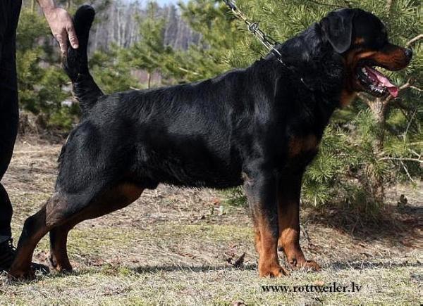 Krass From House Rotvis | Rottweiler 