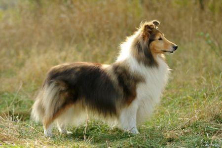 IMPRESSIJA GOLDEN ART LOHRIEN | Shetland Sheepdog 