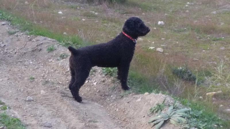 Horona de El Fontaniego | Spanish Water Dog 