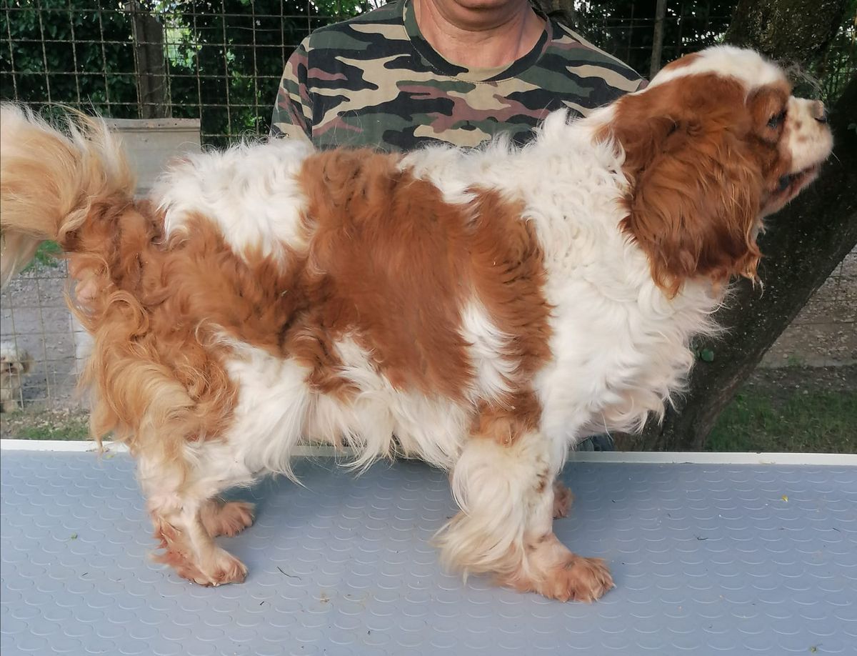 VASCO DEL RANCH ALBA | Cavalier King Charles Spaniel 