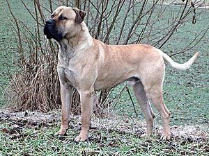 Alvarez de la Guardia | Perro de Presa Canario 