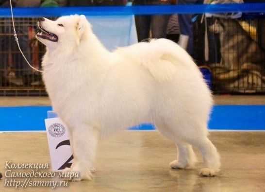 Belyi Volk Paradise Harmony | Samoyed 