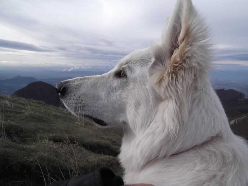 Havalanche de la Source Blanche | White Swiss Shepherd Dog 