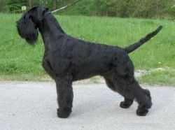 Quando V.D. Talmuhle | Giant Schnauzer 