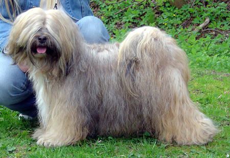 MALISHAR'S TARAGIRI | Tibetan Terrier 