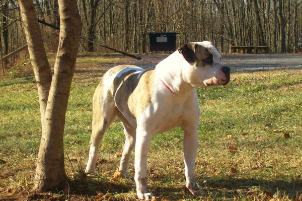 Powerhouse's Pussycat Doll | American Bulldog 