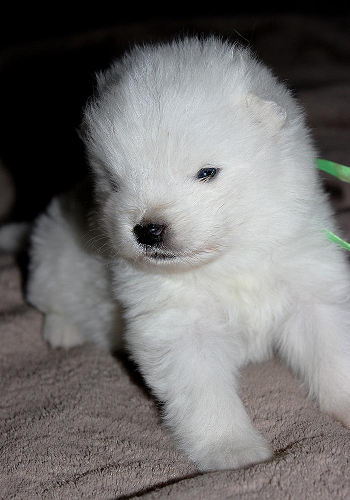 IZDOMASU RAFAEL SANTI | Samoyed 