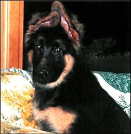 Nero vom Haus Brezel | German Shepherd Dog 
