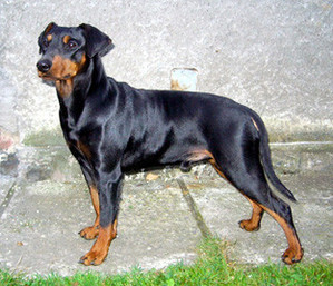 DRYM Pinscher King Black | German Pinscher 