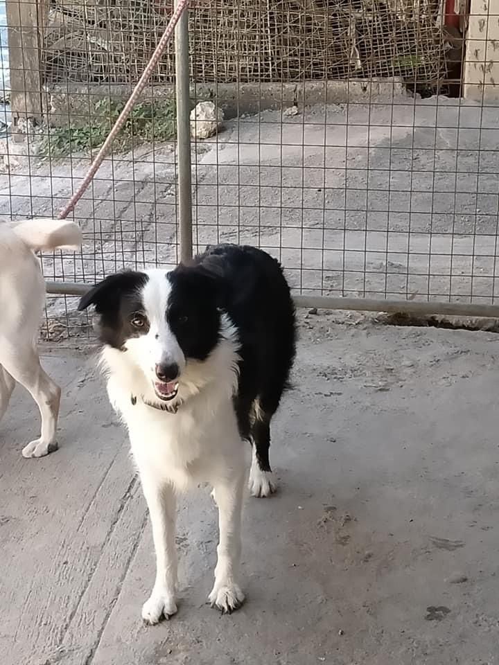 Joli Cropaws Kennel | Border Collie 