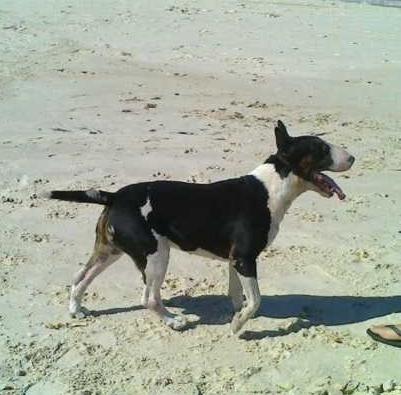 ATILA DE FLICKA BULL | Bull Terrier 