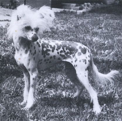 Gorman's Kiwi Razzmatazz | Chinese Crested 