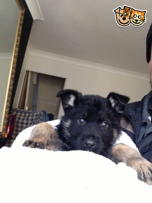 Vonbricknell Cerberus | German Shepherd Dog 