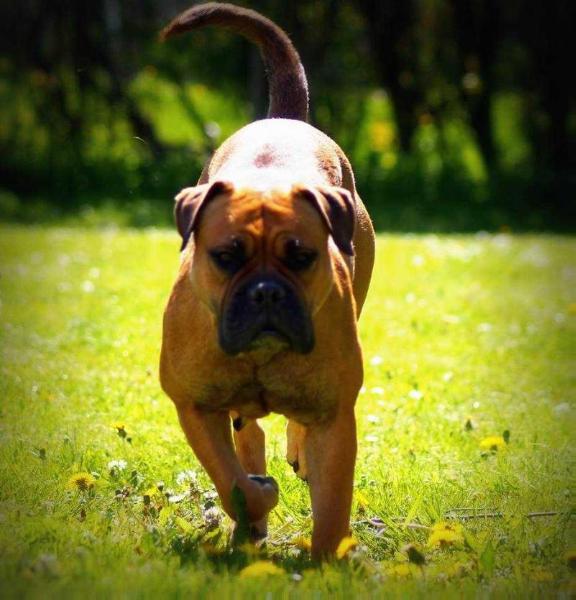 Østergaard's Bullma | Olde English Bulldogge 